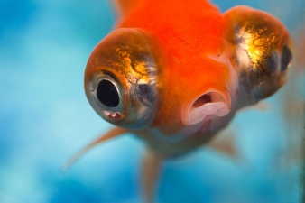 goldfish Speak Out Against Animal Giveaways in Erie County, N.Y.!