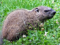 groundhog