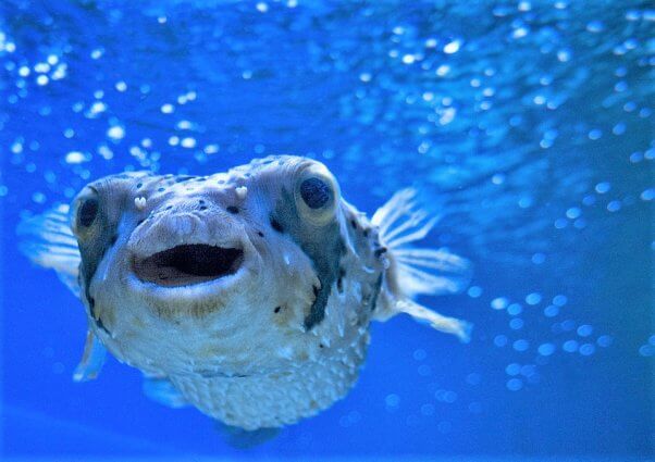 Happy blowfish swims in ocean