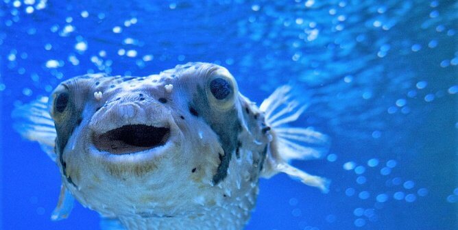 Happy blowfish swims in ocean