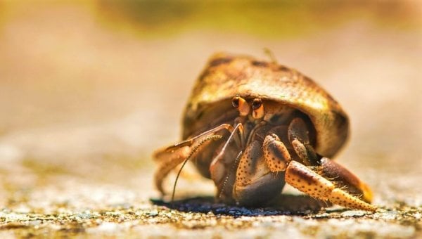 Hermit crab on sand
