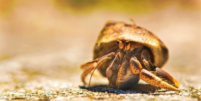 Urge Galveston Beach Store to Ditch Hermit Crab Sales!