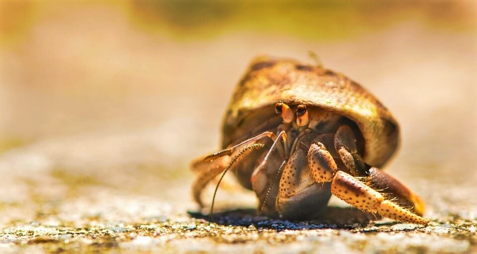 Hermit crab on sand