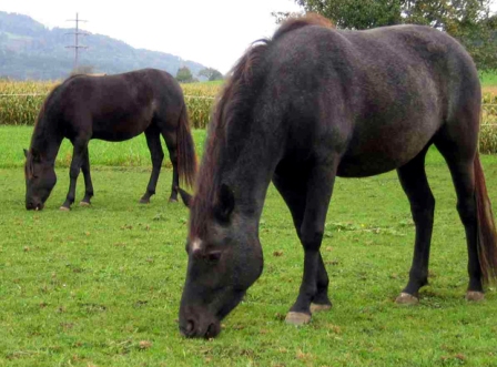 horses in pasture