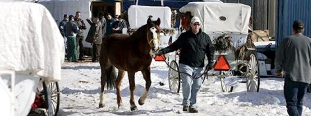 Chicago Horses