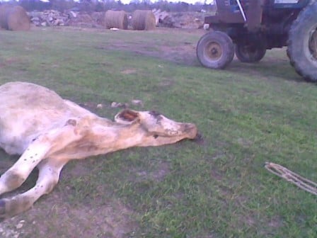 Downed Cow