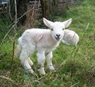 lamb
