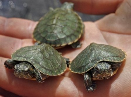 Turtles