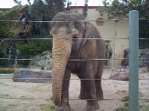 Captive elephant