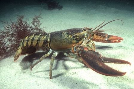 lobster in the ocean