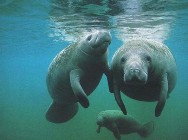 manatees