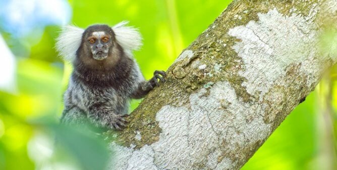 Marmoset in tree with bright green background