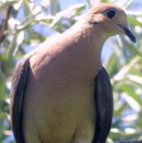 mourningdove.jpg