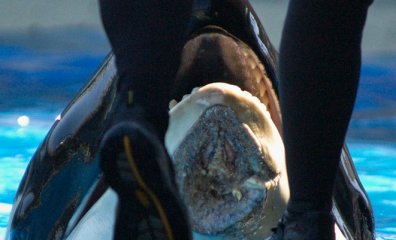 Nakai’s Necropsy Shows Several Chronic Conditions Linked to Stress