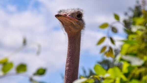 Ostrich looks above tree branch