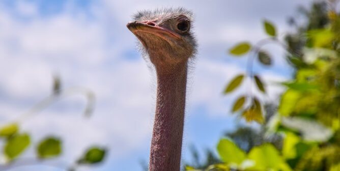 Ostrich looks above tree branch