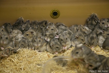 USGE Hamsters