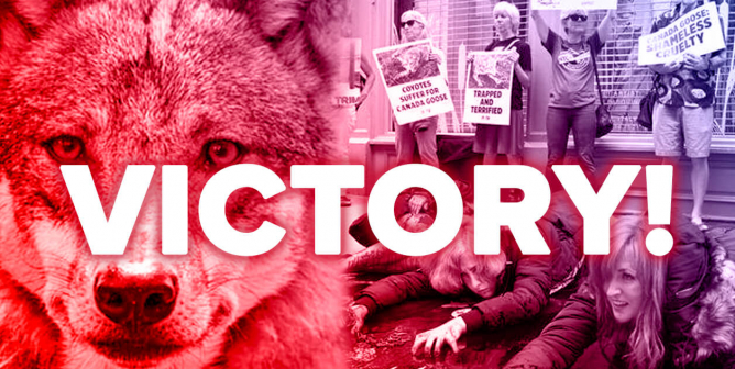 We Did It! Canada Goose Ditches Fur After Massive PETA Campaign