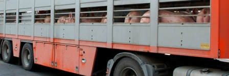 pig in transit