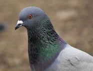 pigeon