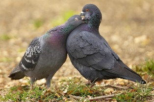 pigeons.jpg