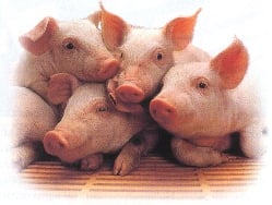 Piglets