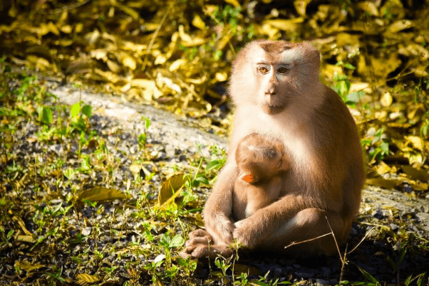 pig-tailed macaque with baby in Thailand