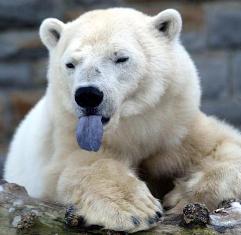 polar-bear-tongue.jpg