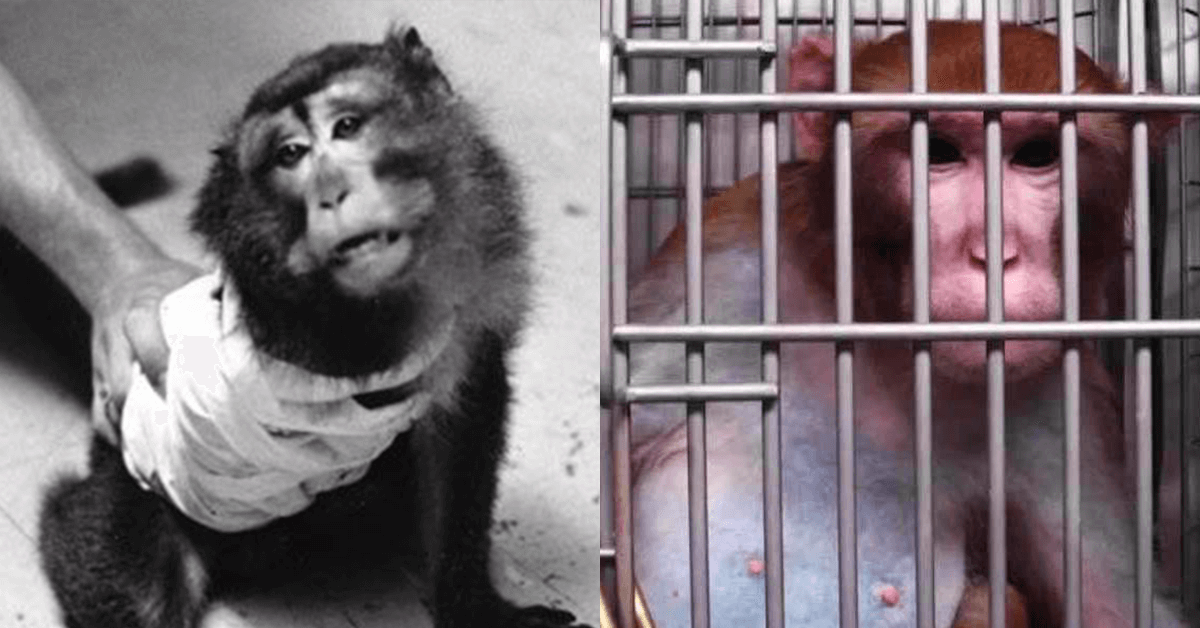 History of Animal Testing: See the Gruesome Past | PETA Timeline