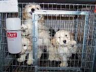 puppy mill