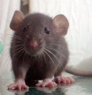 rat