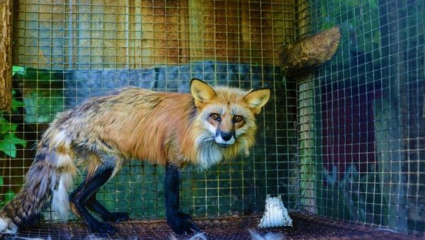 Urge LVMH to Ban Fur From Its Brands Louis Vuitton, Fendi, Dior!