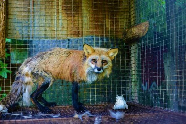 A red fox at a fur farm in Quebec, which has since been closed down.