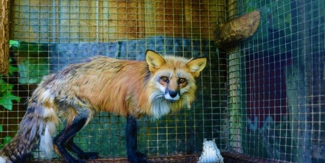 Urge LVMH to Ban Fur From Its Brands Louis Vuitton, Fendi, Dior!
