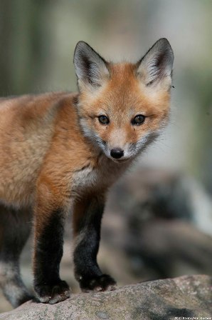 red fox