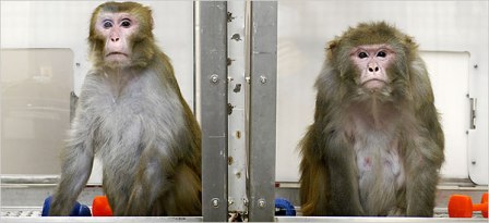 Photo of two rhesus monkeys sitting side by side, separated by a cage wall