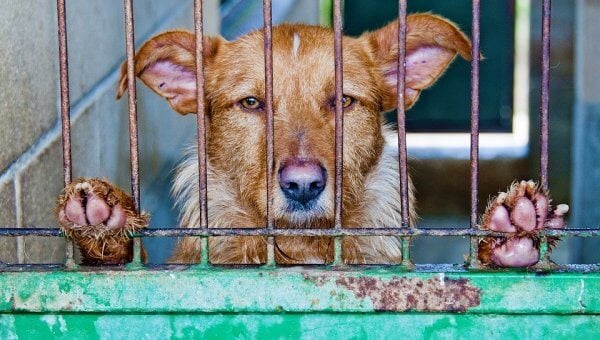 URGENT: Urge Officials to Stop Gassing Animals at Green River Animal Shelter