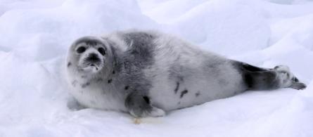 harp seal