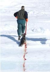 seal slaughter