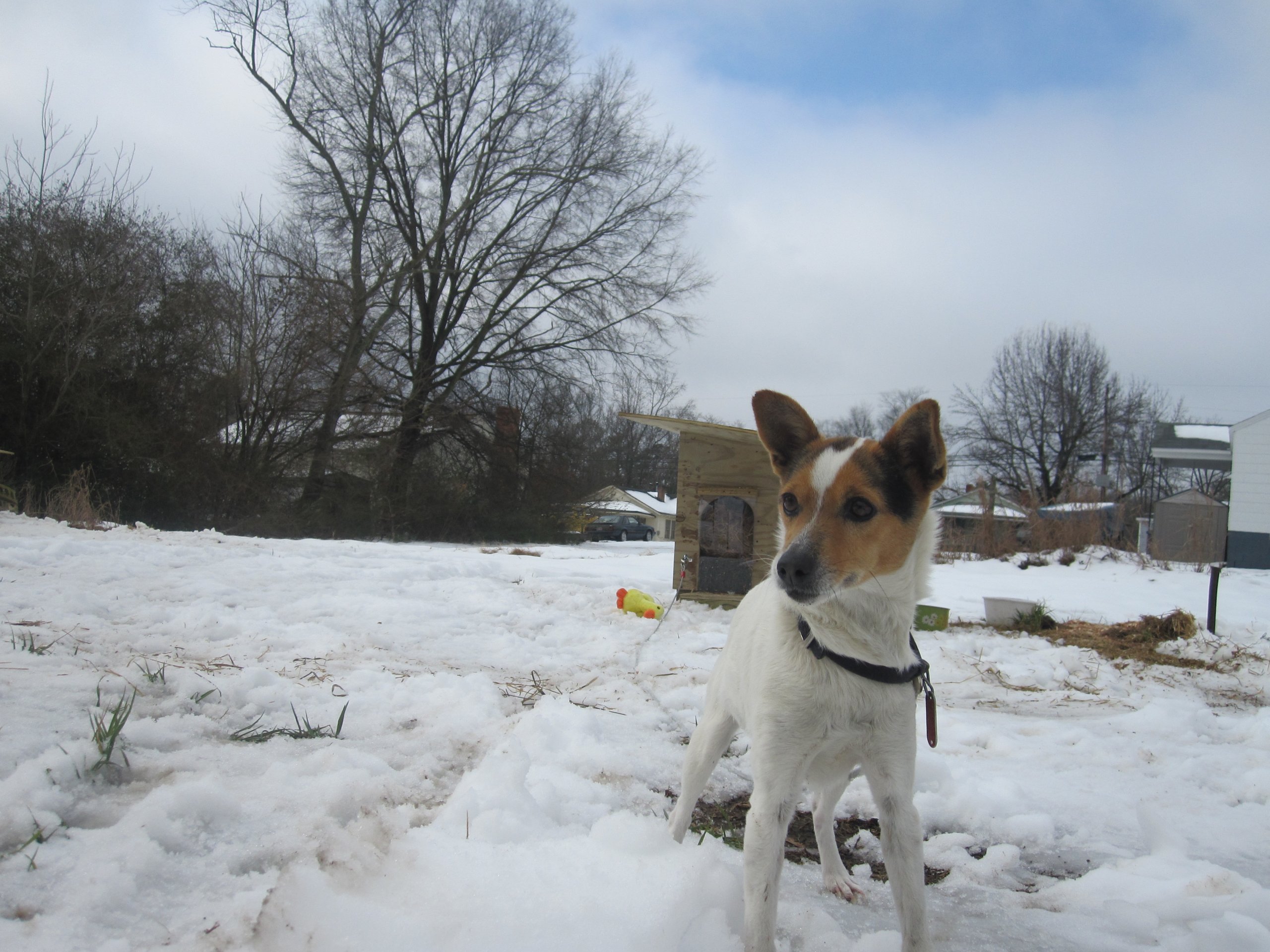 urgent from peta flood survival tips for animals in virginia