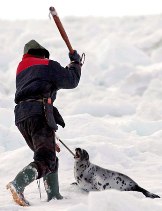 Seal hunt