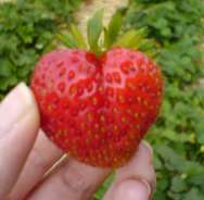 strawberry_heart.jpg