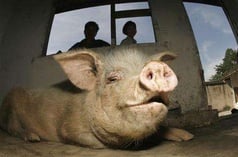 strong_pig.jpg