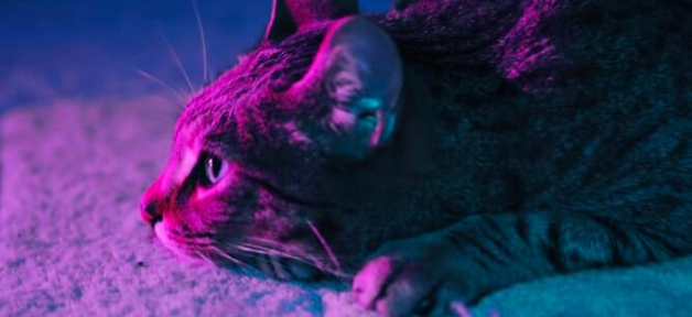 Tabby cat bathed in purple light