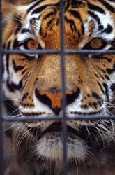 Tiger in a Cage