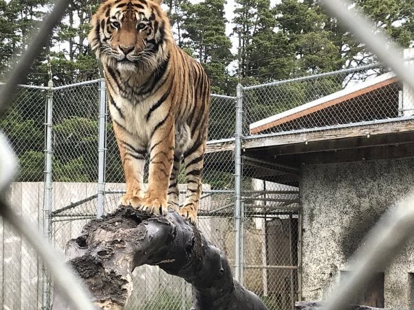 tiger at at West Coast Game Park Safari, an Oregon roadside zoo