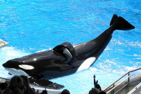 Tilikum performing