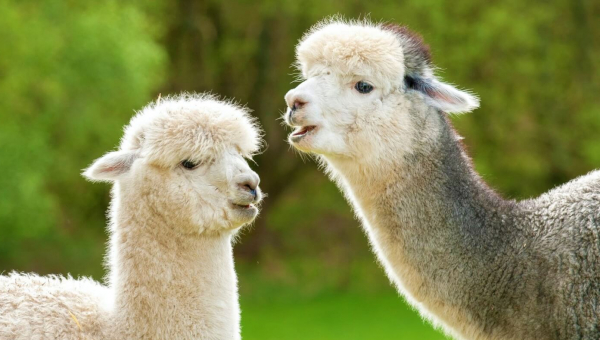 Urge Aritzia to Ban Alpaca!