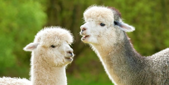 Two alpacas hang out in a field
