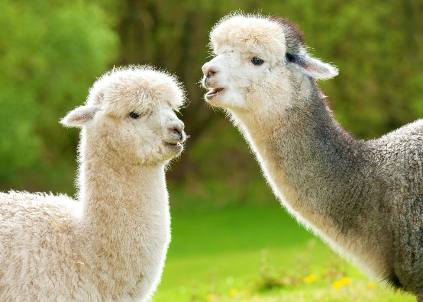 Two alpacas hang out in a field